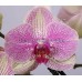 Орхидея 2 ветки (Marshmellow)